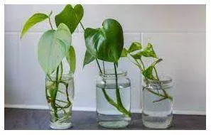 Propagate - Spread and promote (an idea, theory, etc.) widely.