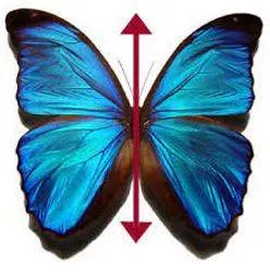 Bilateral meaning