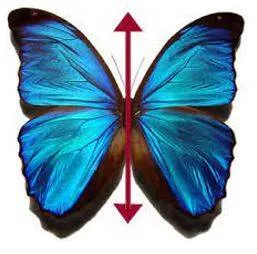 Bilaterally meaning