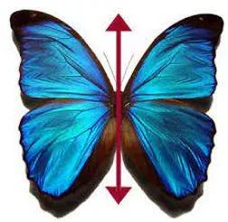 Bilateral meaning