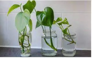 Propagating meaning