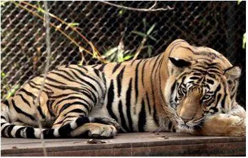 Similipal seeks more female tigers from other regions