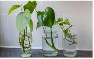 Propagating meaning