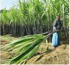 India sugar crop woes create opportunity for dubai’s al khaleej unit
