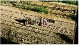 Bsf soldiers kill pakistani infiltrator at india pak border