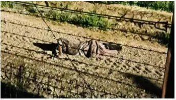 Bsf soldiers kill pakistani infiltrator at india pak border