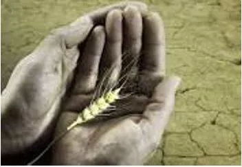 Starvation - Suffering or death caused by lack of food.
