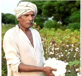 Cotton production estimates diverge