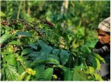 Robusta coffee price touches all time high amid global shortage