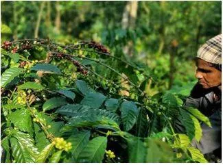 Robusta coffee price touches all time high amid global shortage