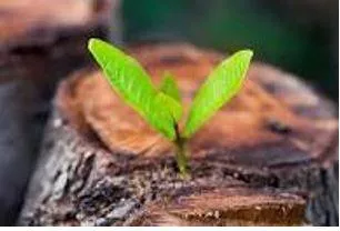 Emerged - Move out of or away from something and become visible.