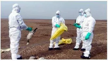 Avian flu threat grows  second human case confirmed in u s   first in texas
