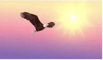 Soared meaning
