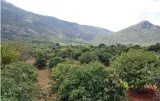 Forests a national asset and major contributor to financial wealth  sc
