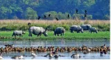 No forests or animals will be left if human wildlife conflicts continue  sc