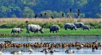 No forests or animals will be left if human wildlife conflicts continue  sc