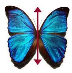 Bilateral - Having or relating to two sides; affecting both sides.