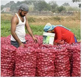 Centre allows export of 1 lakh tonnes of onion to 6 countries