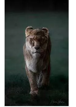 Fiercely - Having or displaying an intense or ferocious aggressiveness.