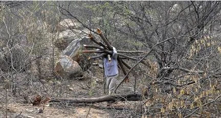 Encroachments  land diversions for ‘non forestry purposes’ threaten delhi ridge  the capital’s lungs