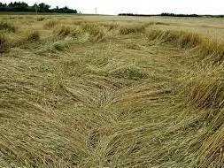 Lodged - Flattened by wind or rain.