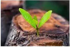 Emerging - Move out of or away from something and become visible.