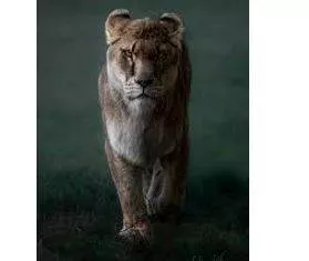 Fierce meaning