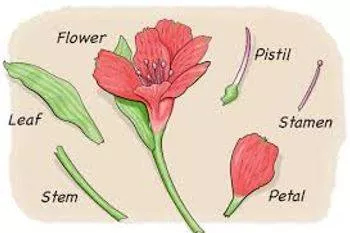 Dissecting meaning