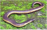 Limbless amphibian found in kaziranga for first time