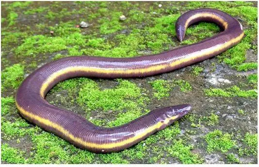 Limbless amphibian found in kaziranga for first time