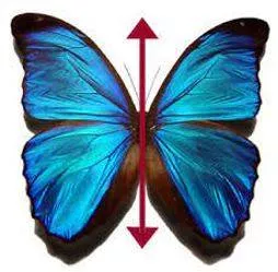 Bilateral - Having or relating to two sides. (द्विपक्षीय) 