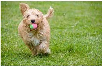 Retrieve - To get something back from the place where it was left or lost.