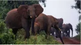 Namibia plans to kill elephants for meat amid crippling drought  report 