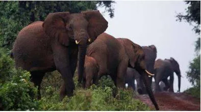 Namibia plans to kill elephants for meat amid crippling drought  report 