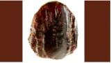 Elderly woman’s doorstop turns out to be amber nugget worth over $1 million 