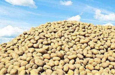 Plethora - A large or excessive amount of something. (अधिकता)