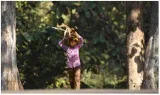Ntca letter on relocation from tiger zones draws ire