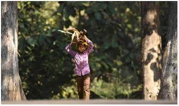 Ntca letter on relocation from tiger zones draws ire