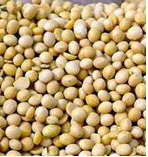 M p  cabinet raises msp for soya bean  to send proposal to union govt  for approval