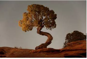 Twisted - Forced out of its natural shape.