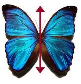 Bilateral - Having or relating to two sides.