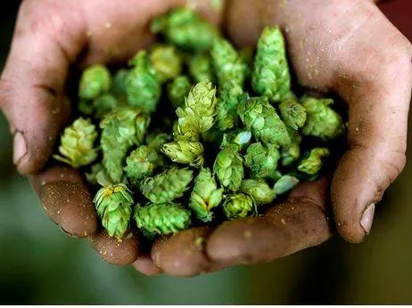Germany’s beer sector relies on education to combat climate change
