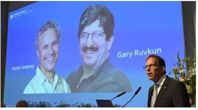 Nobel prize in medicine 2024  victor ambros  gary ruvkun win for microrna discovery
