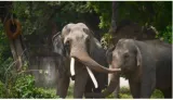 Global body suspends delhi zoo membership amid concern over african elephant's welfare