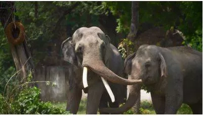 Global body suspends delhi zoo membership amid concern over african elephant's welfare