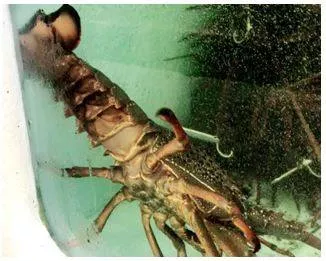 China to lift ban on australian lobster  ending trade war