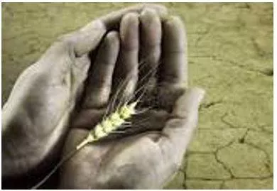 Starve - Suffering or death caused by lack of food. (भुखमरी)