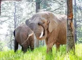 U s  court to decide whether elephants get human rights
