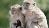 Dozens of monkeys escape planet of the apes style from south carolina research facility  police on search hunt