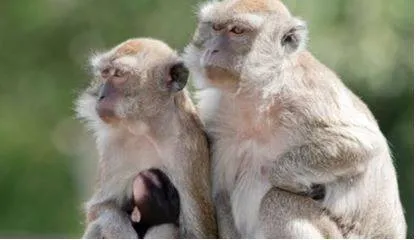 Dozens of monkeys escape planet of the apes style from south carolina research facility  police on search hunt